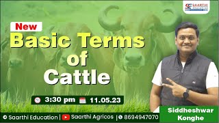 Livestock Production Basic Terms Of Cattle