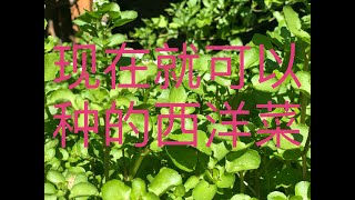 【种菜】只要掌握这几点、一年四季都可以吃到西洋菜 (How to grow watercress)