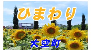 21 7 18 大空町 女満別 トマップ川公園のひまわり Youtube