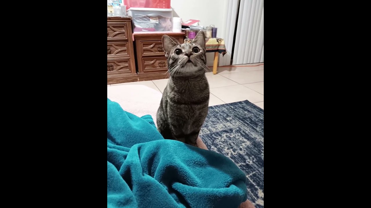 NOT a SINGLE THOUGHT BEHIND THOSE EYES 👀 #shorts