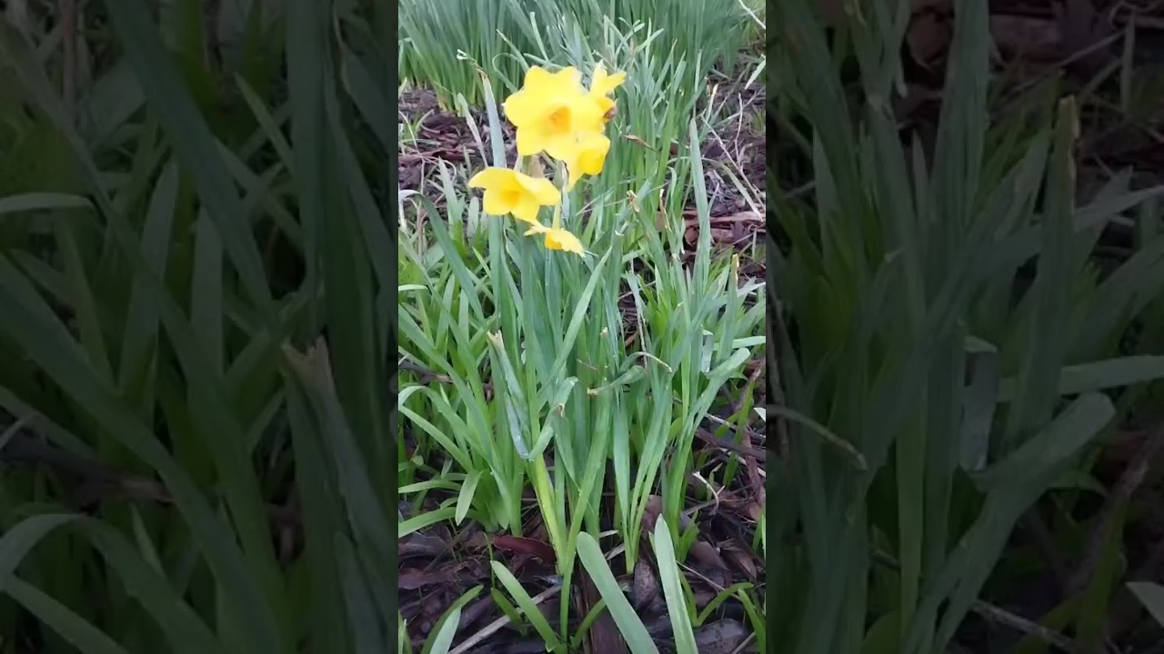 Daffodil 