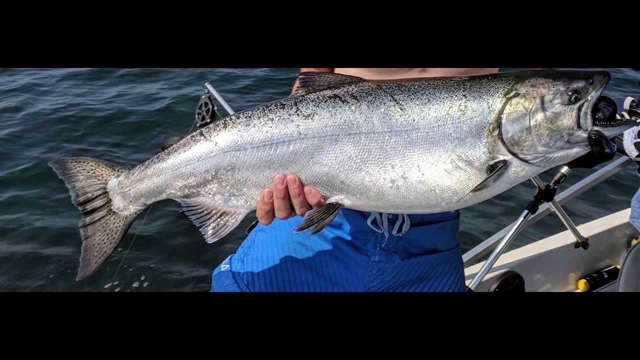 Lake Ontario Salmon Fishing June 30 2018 YouTube