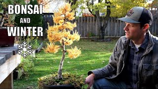How Do I Protect My Bonsai Trees In Winter?