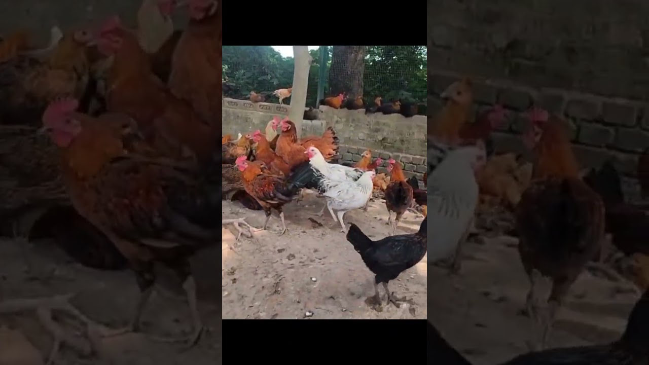 #maabhutaburiswadesifarm