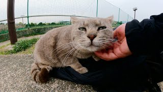 太った灰色猫がリュックサックを枕にしてくつろぐ