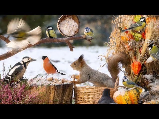 Hang Out with Little Birds and Fluffy Squirrels: 10 hours Cat & Dog TV class=
