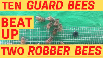 10 guard bees beat up 2 robber bees and chase away a yellowjacket
