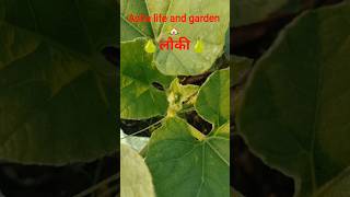 My terrace garden 🍐🍐 #plants #terracegardenindia #gardendesign #gardenideas