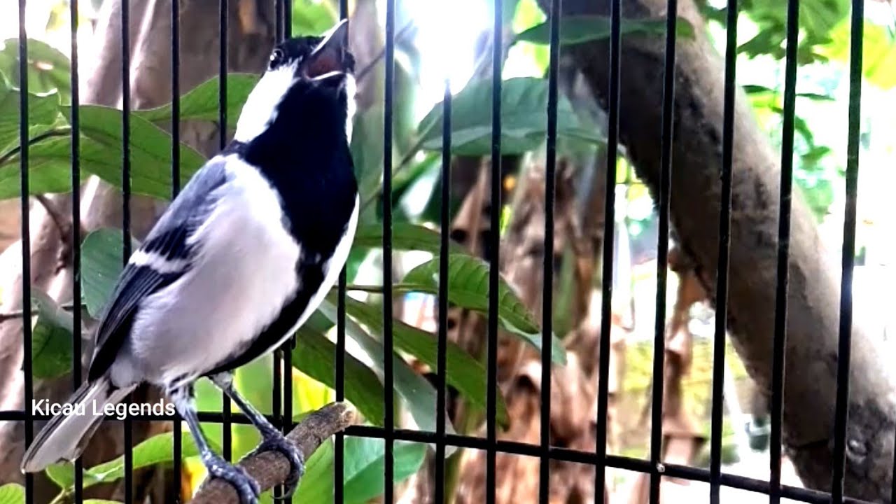 GELATIK BATU GACOR UNTUK PANCING BUNYI DAN MASTERAN - YouTube