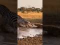 Zebra fights back and defeats hyena 🦓🐺얼룩말이 반격해 하이에나를 물리치다 🦓🐺シマウマが反撃しハイエナを打ち負かす 🦓🐺