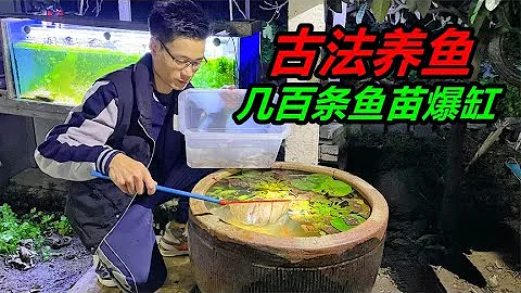 利用臭水缸進行古法養魚，本來一切正常，到了晚上魚兒爆缸了 - 天天要聞