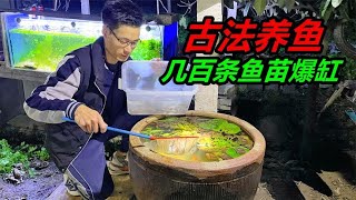 利用臭水缸進行古法養魚本來一切正常到了晚上魚兒爆缸了