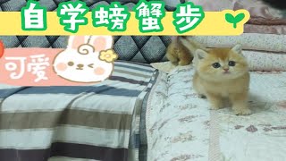 猫妈: 你在哪跟螃蟹学的横向漫步？ by  Jasmine Ragdoll 26 views 11 days ago 1 minute, 46 seconds