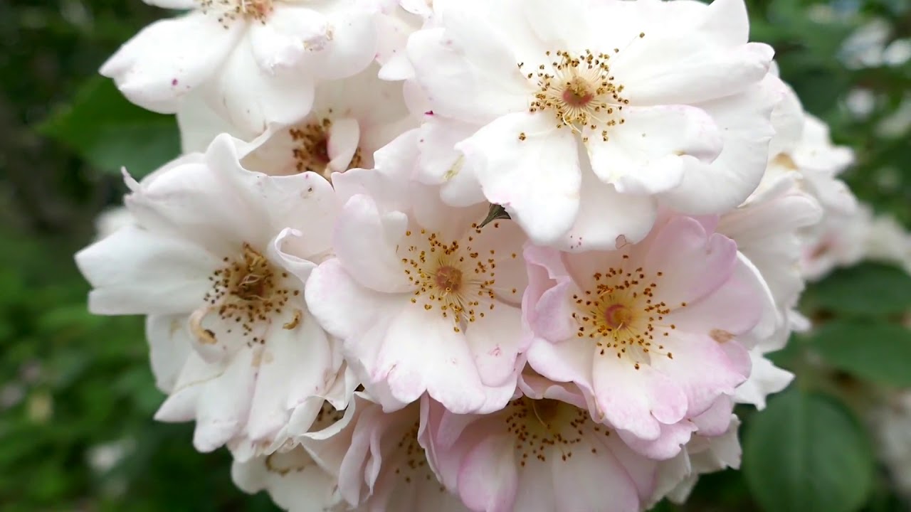 趣味のバラ フラワーガール バラ大好き 宍粟市ケンちゃん Youtube