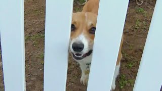 Corgi Caught Chasing Coyote On Home Security Camera