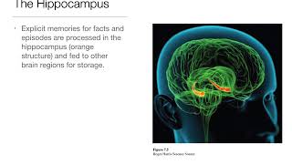 Intro Psych: 7.7  Memory and the Brain