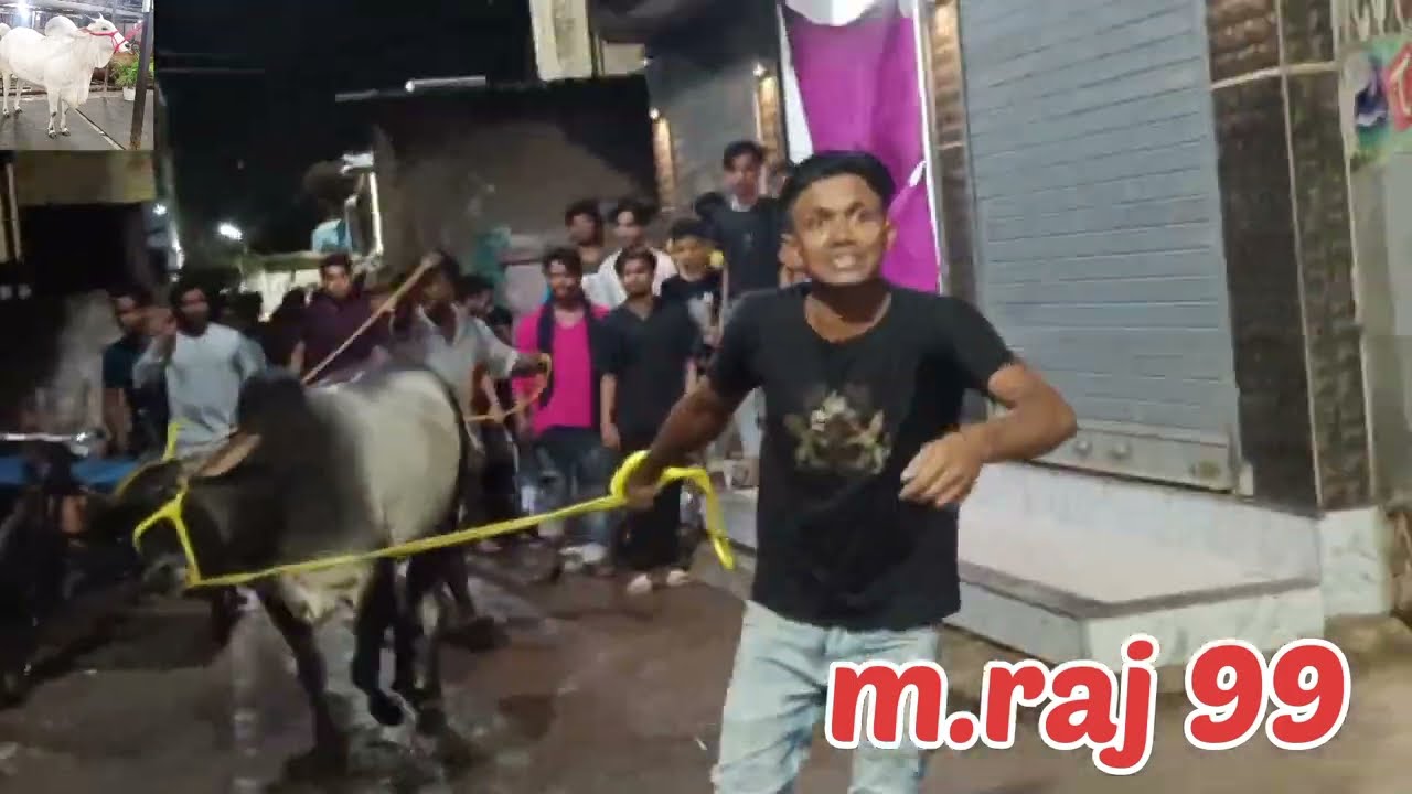 MOST DANGEROUS COW KINGS🤴OF METIABRUZ 