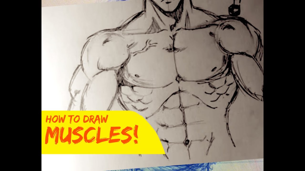 Drawing Male Body Muscles Stylized Front  YouTube