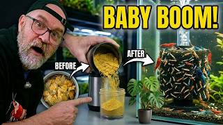 Any Fish Food Becomes Shrimp Food With This One Simple Trick