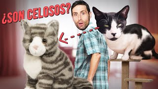 ¿Los gatos pueden sentir celos? | Comprueba si tu gato es celoso 😾💔🙍‍♀️