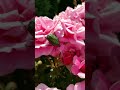 In loving memories of those we loved#garden #music#flowers