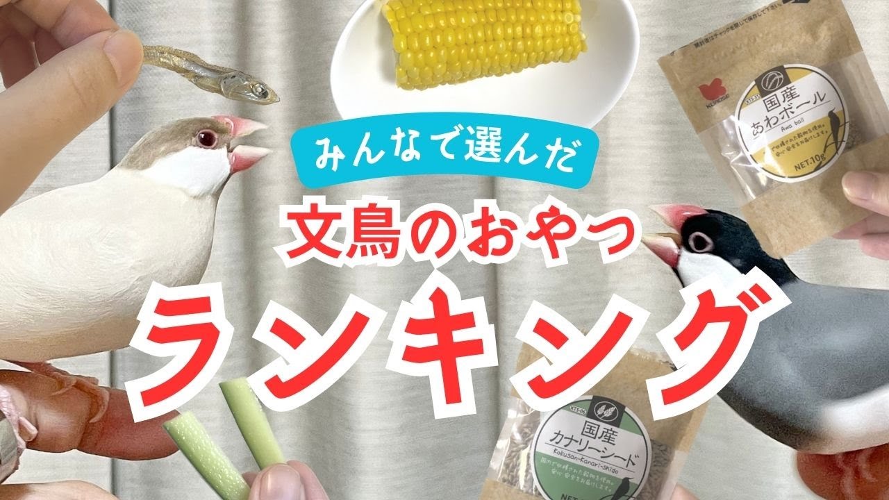 【みんなで選んだ】文鳥に人気のおやつランキング
