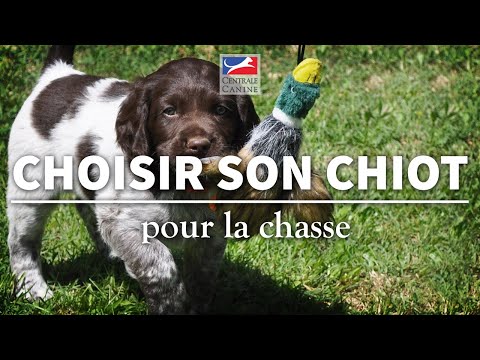 CHOISIR SON CHIOT POUR LA CHASSE - Chiens de chasse Ep 1