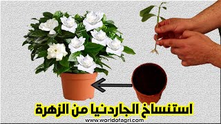 استنساخ الجاردنيا من الزهرة