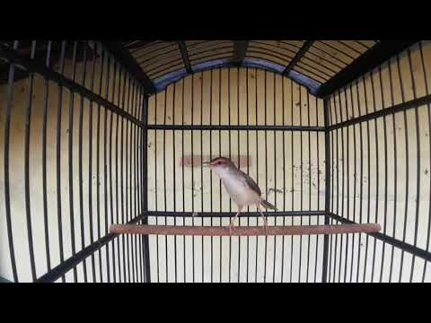 Prenjak KLIK BETINA ini Pandai MEMIKAT Prenjak Klik JANTAN AGAR GACOR dan NEMBAK