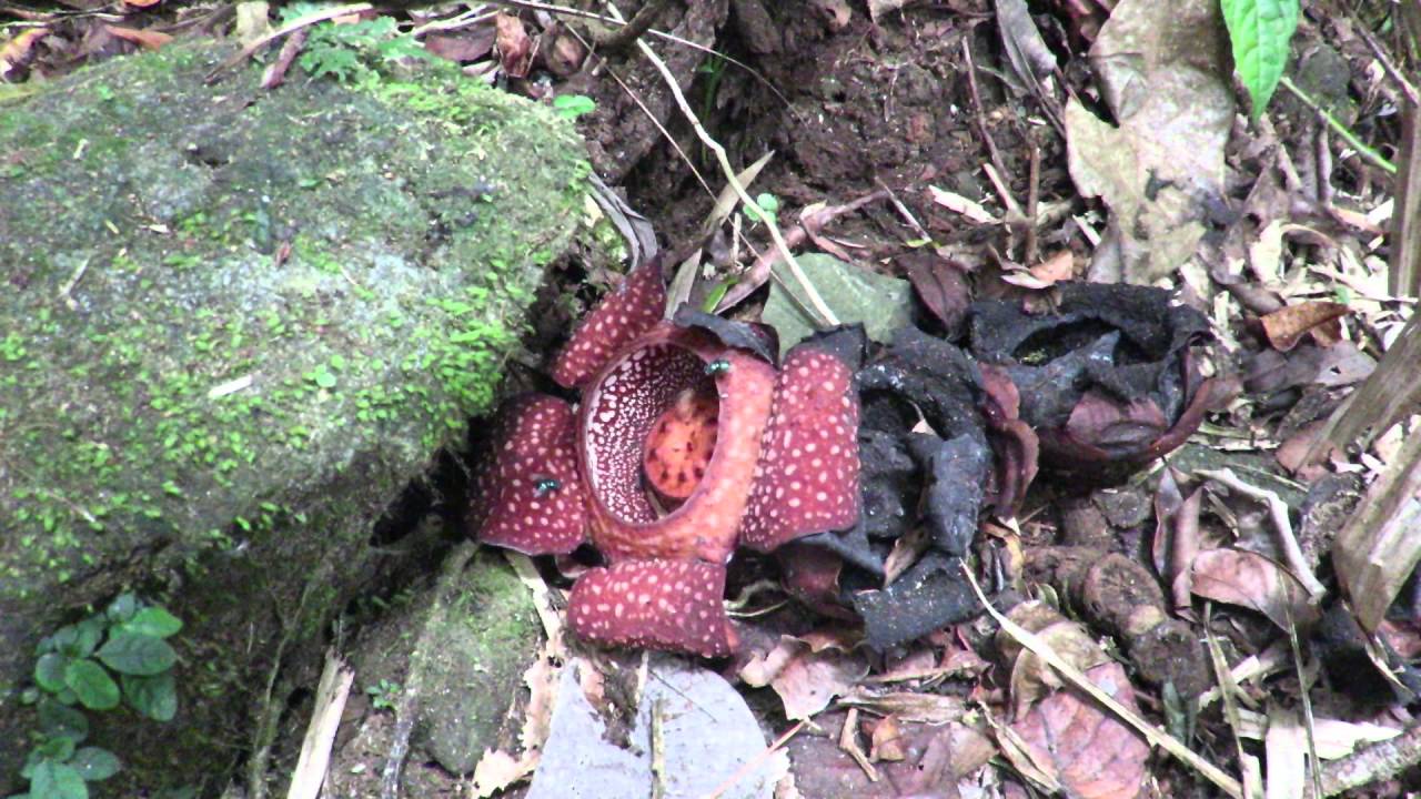 Rafflesia in action YouTube
