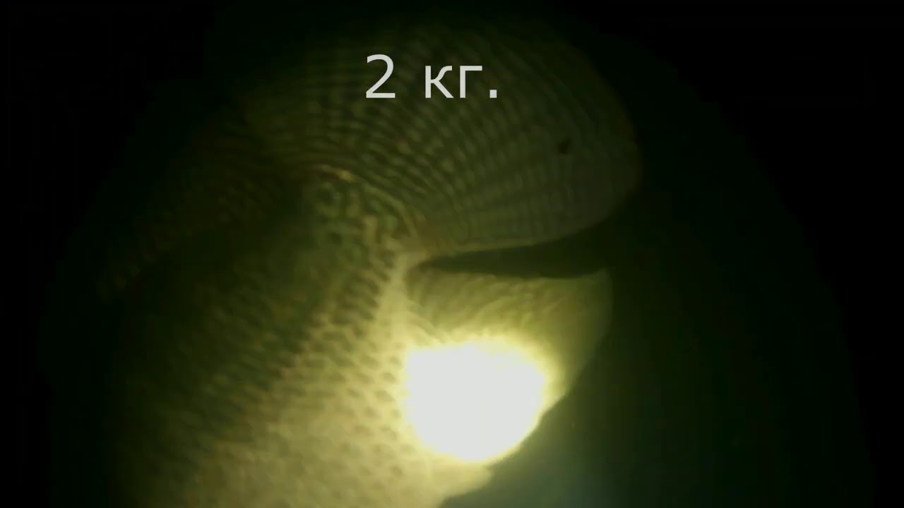 Рекордная теляпия. Подводная охота 8.12.2020 год. - YouTube