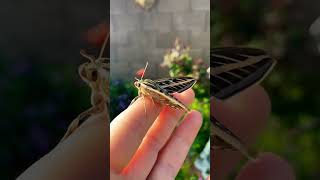 Hummingbird Moth Rescue 🧡 #love #youtubeshorts #nature #shortsfeed #shorts #rescue