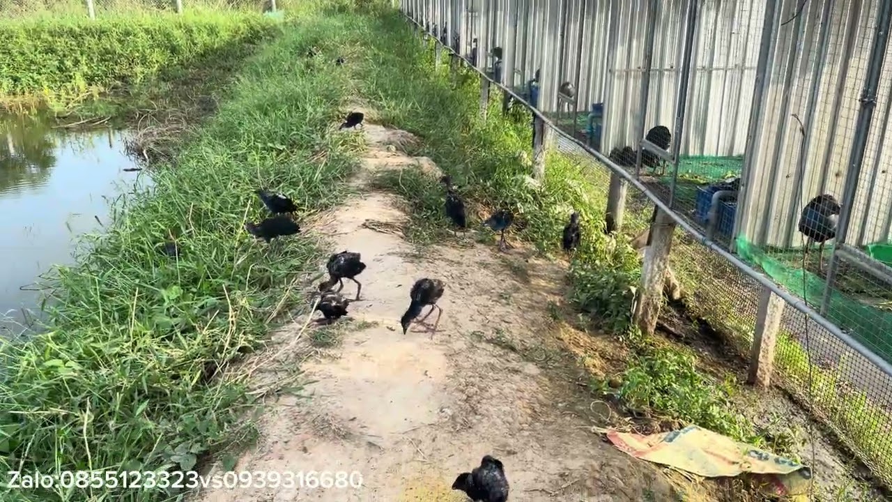 Chim trích cồ cuối mùa 1,5 tháng tuổi đến 3tháng tuổi