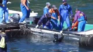 The Truth About Wild Dolphin Captures in Taiji, Japan by World Animal News 85 views 7 years ago 51 seconds