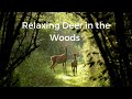Relaxing music deer meditate study focus dog tv