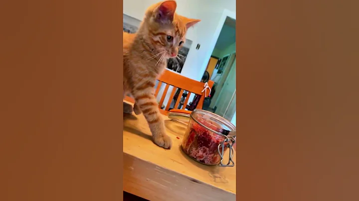 Video 11838971: cats funnycats catlover, cats catlover funny