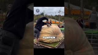 He Grew a 500KG Pumpkin… and Everyone Thought It Was Fake 🎃 #shorts