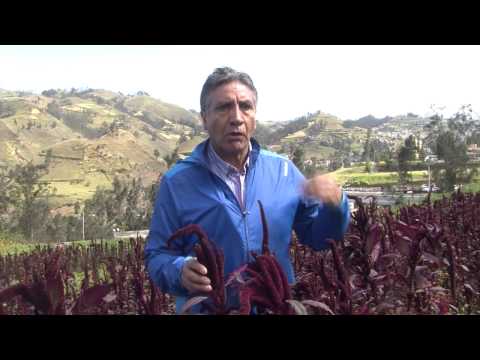 Vídeo: Amaranto - Uso E Cultivo
