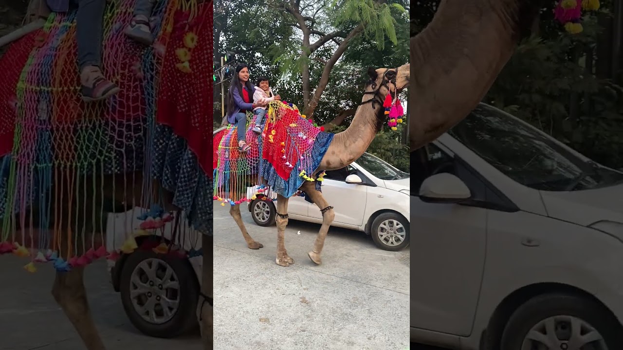 Oonth ki sawari In Noida….😜….