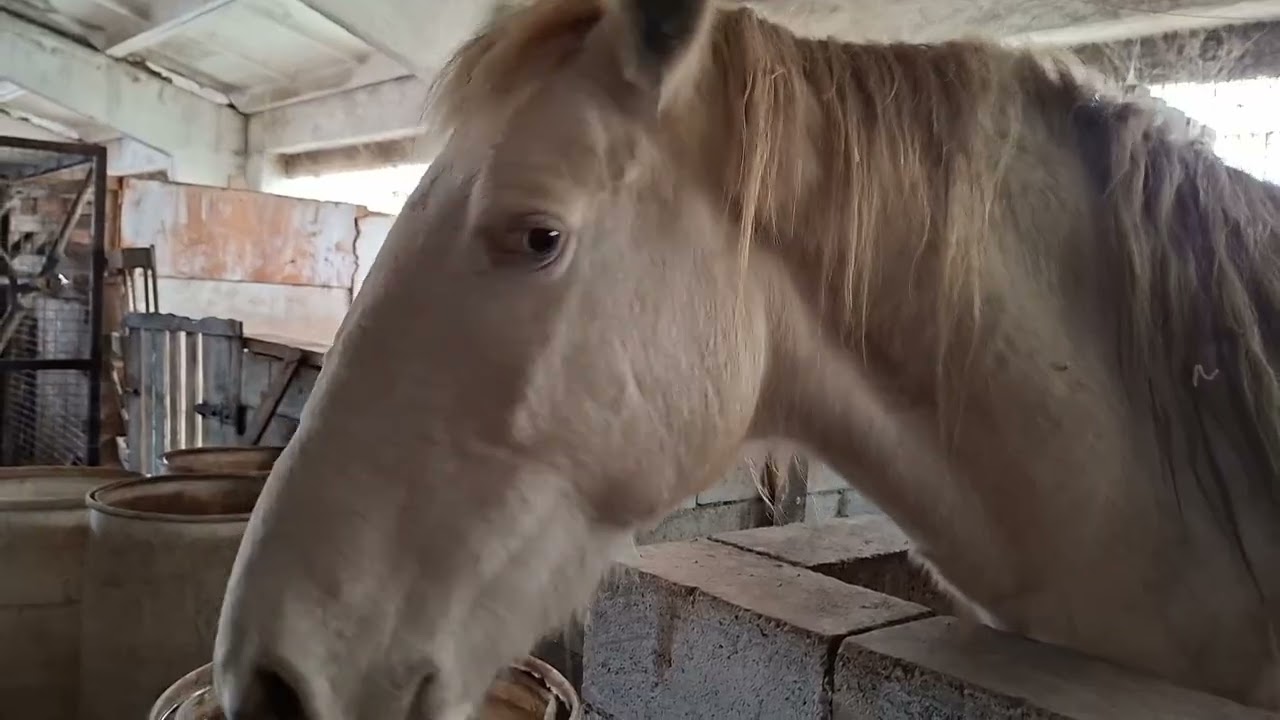 Завітали в зоопарк. Visited the zoo