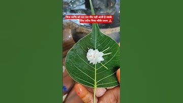 जिस व्यक्ति को रात भर नींद नहीं आती है उसके लिए प्रदीप मिश्रा जी के नएउपाय #katha #pradeepmishra🙏🍀