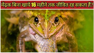 मेंढ़क बिना खाये 16 महीने तक जीवित रह सकता हैं? // Amazing facts about frog