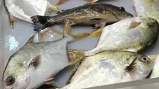 FRESH FISH AT MARKET HK