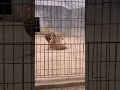 Wild Vortex Shock #minicamera #animals