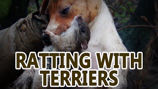 Ratting | Working Terrier