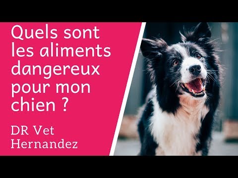 Vidéo: Que Faire Si Mon Chien A Mangé Un Os De Poulet ?