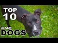 Amazing Black Dogs Breeds