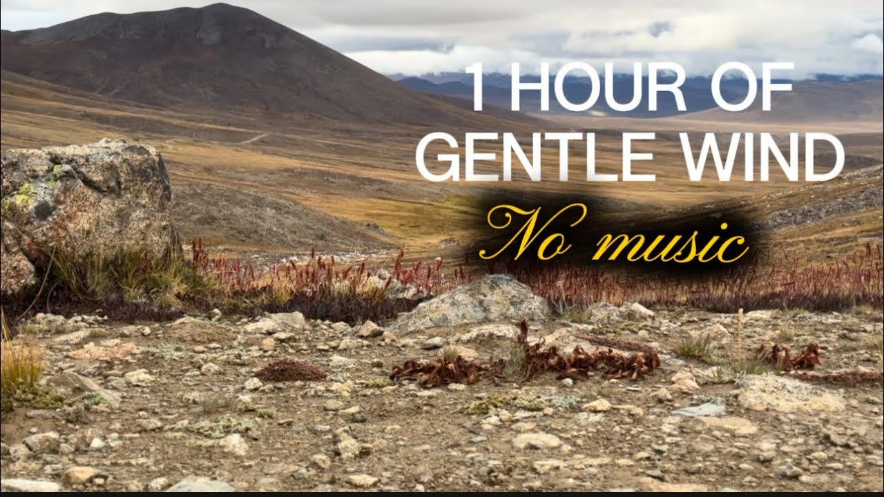 1 Hour of Gentle Wind | No Music | Relaxing Wind Sounds for Sleep ...