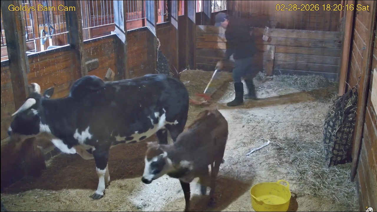 Goldy'sBarn. NickMucksStall w/Elvis,Gemmie,Blossom&Petal.GrainFor Elvis.GemmieEatsInHall.(Slowly)