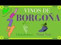 VINOS DE BORGOÑA 🍇 [Clasificación y Zonas]🔸FRANCIA